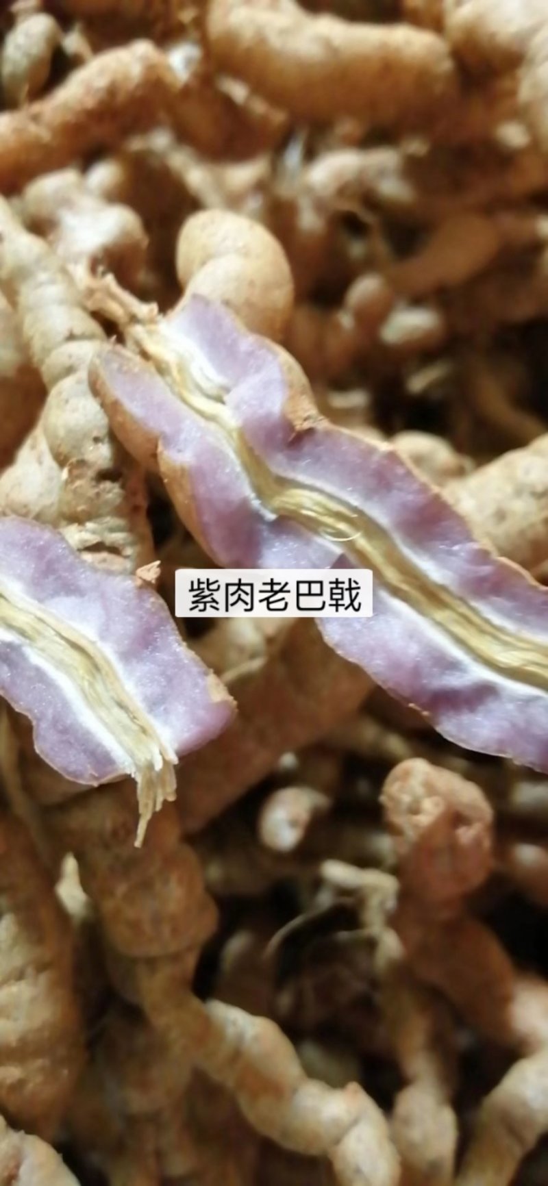 紫肉老巴戟，农户手上发货，量大价优