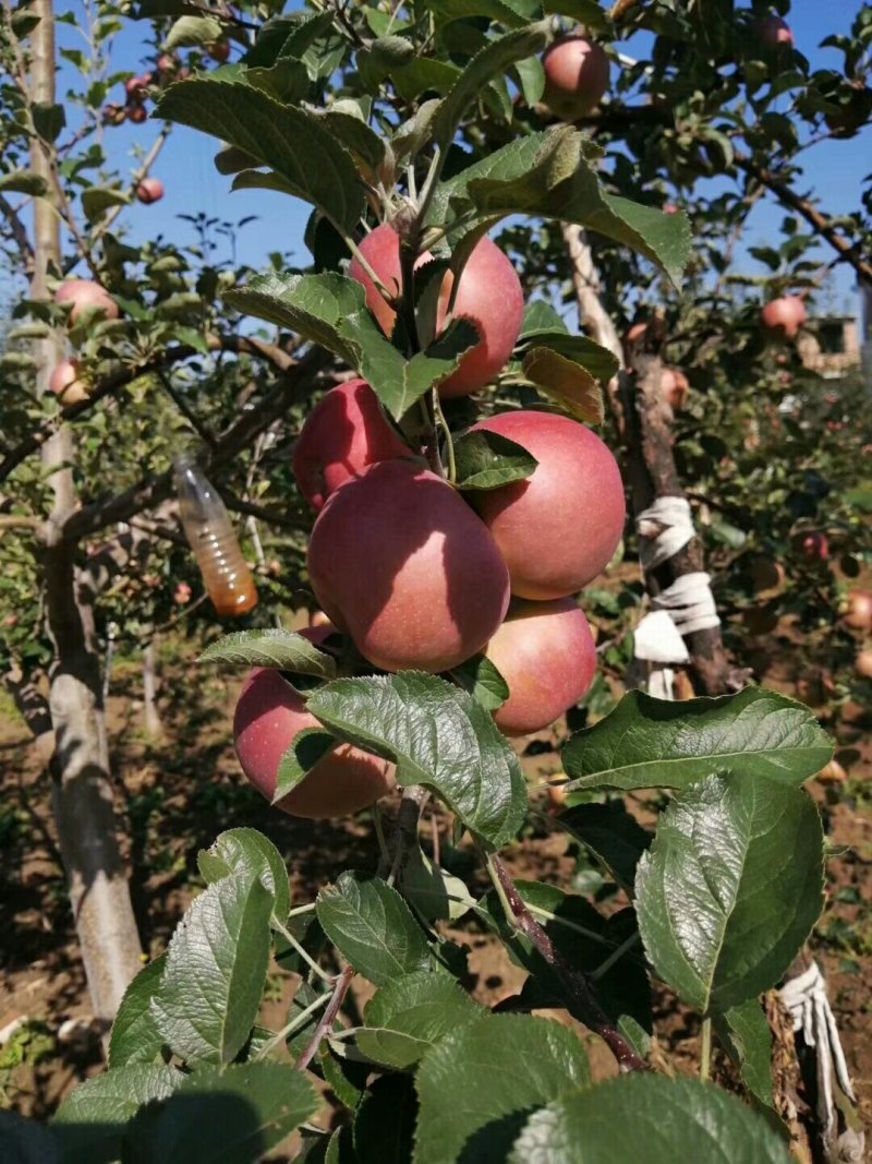 昭通苹果冰糖心丑苹果昭通苹果野生苹果好吃的苹果