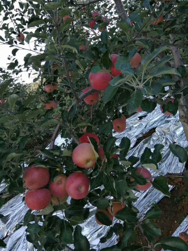 昭通苹果冰糖心丑苹果昭通苹果野生苹果好吃的苹果