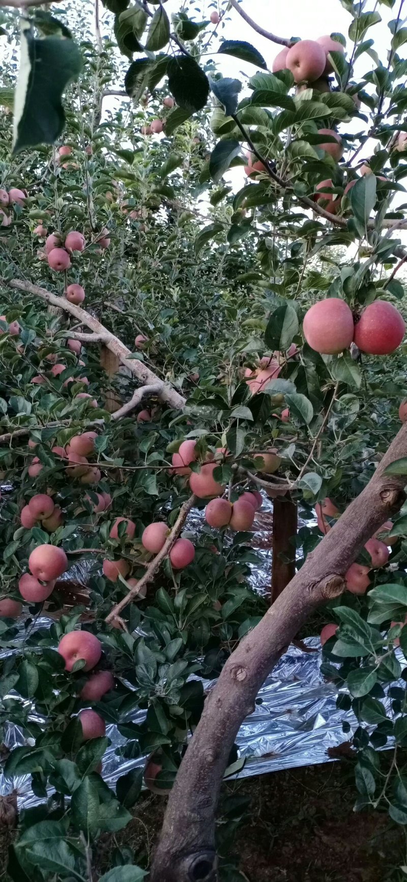 昭通苹果冰糖心丑苹果昭通苹果野生苹果好吃的苹果