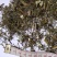 青蒿次统货带自然沫批发支持代发1000克