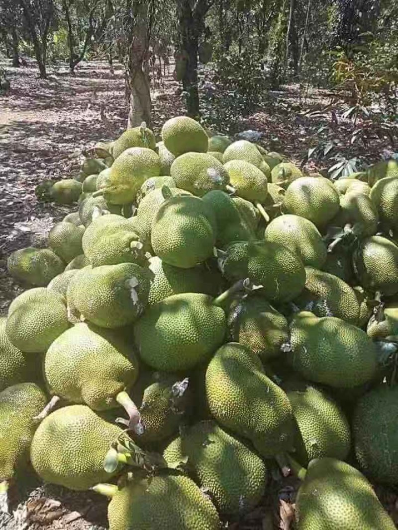 越南黄肉菠萝蜜