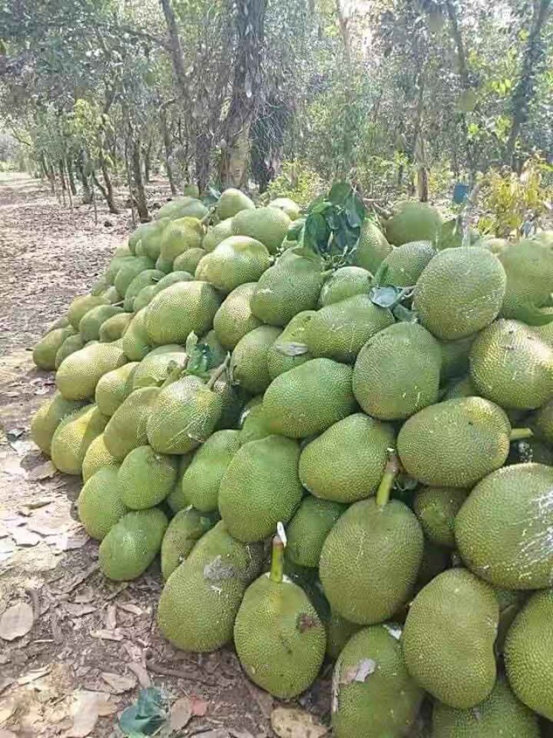 越南黄肉菠萝蜜