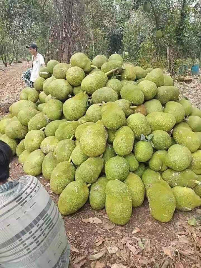 越南黄肉菠萝蜜