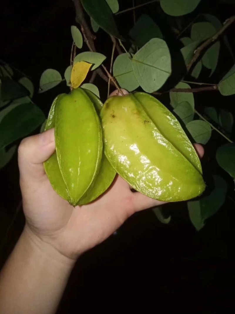 杨桃苗甜香优质纯正品种