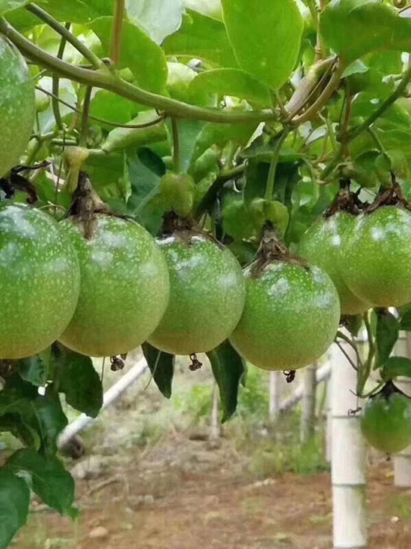 纯甜黄金百香果苗芭乐味.钦蜜九号、包技术.无病毒假一赔百