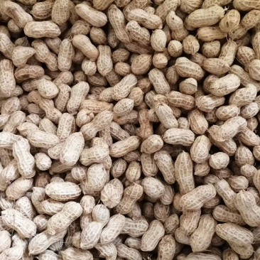 四粒红，小白沙，罗汉果，中花，鲁花鲜货干货米