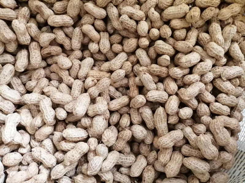 四粒红，小白沙，罗汉果，中花，鲁花鲜货干货米