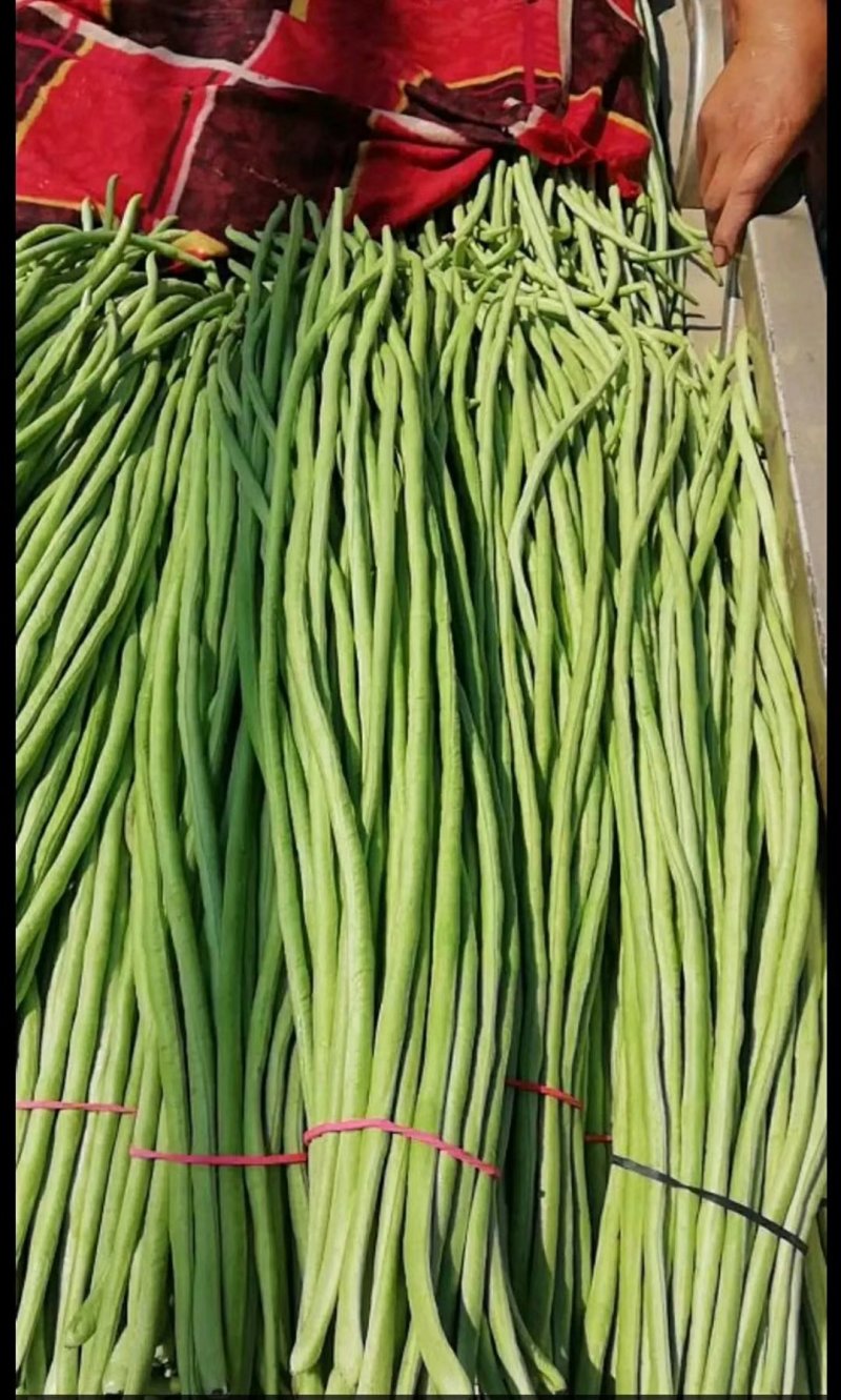 长豆角15厘米以上