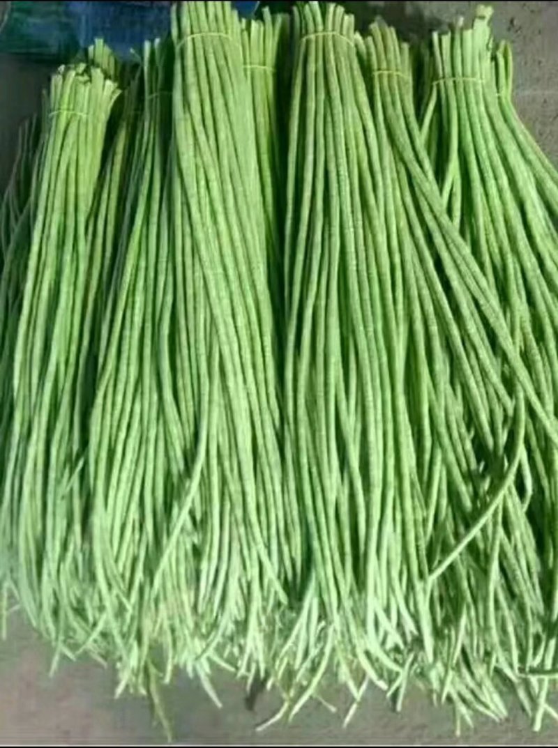 长豆角15厘米以上