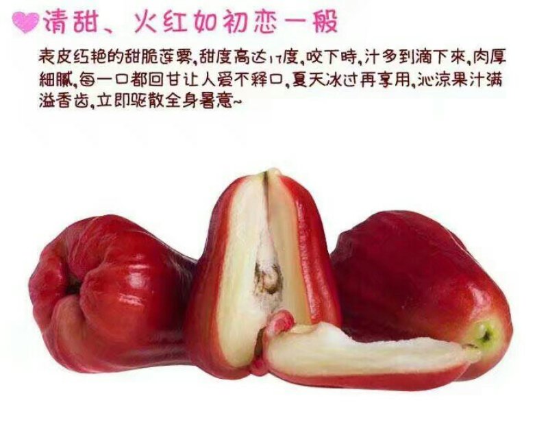 莲雾果苗莲雾嫁接树苗黑金刚大叶红莲雾带泥发货盆栽