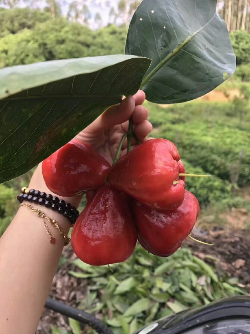 莲雾果苗莲雾嫁接树苗黑金刚大叶红莲雾带泥发货盆栽