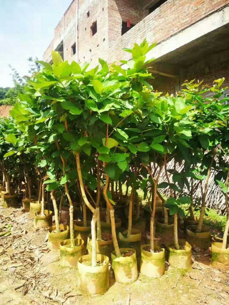 莲雾果苗莲雾嫁接树苗黑金刚大叶红莲雾带泥发货盆栽