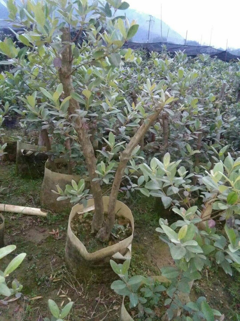 广西桃金娘苗盆栽庭院种植