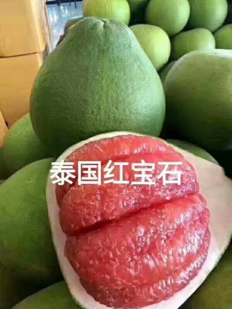 泰国红钻石柚子苗青皮红肉柚子苗泰国红宝石柚