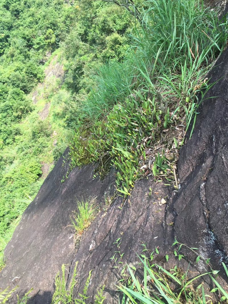 野生单叶石橄榄,石仙桃中药材品质优良