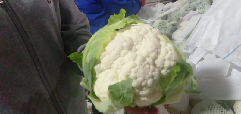 甘肃临洮高原花菜万亩基地大量供应，大量上市中6月上市