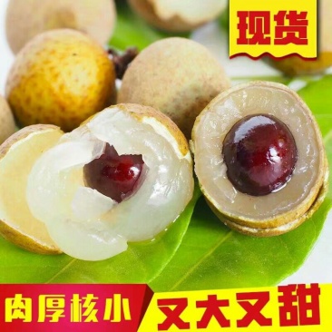 龙眼树苗石硖龙眼储良龙眼苗嫁接苗四季龙眼当年结果带泥