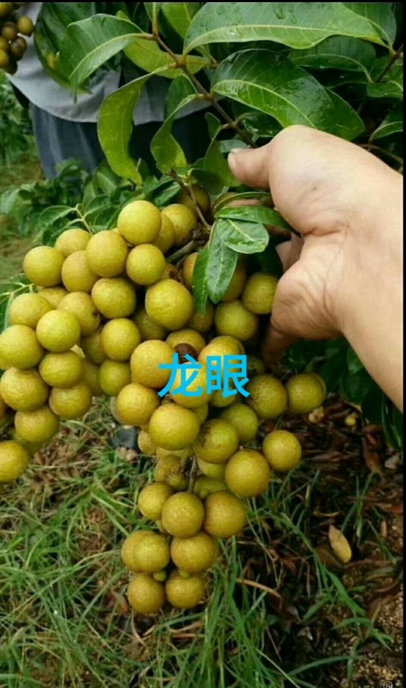 龙眼树苗石硖龙眼储良龙眼苗嫁接苗四季龙眼当年结果带泥