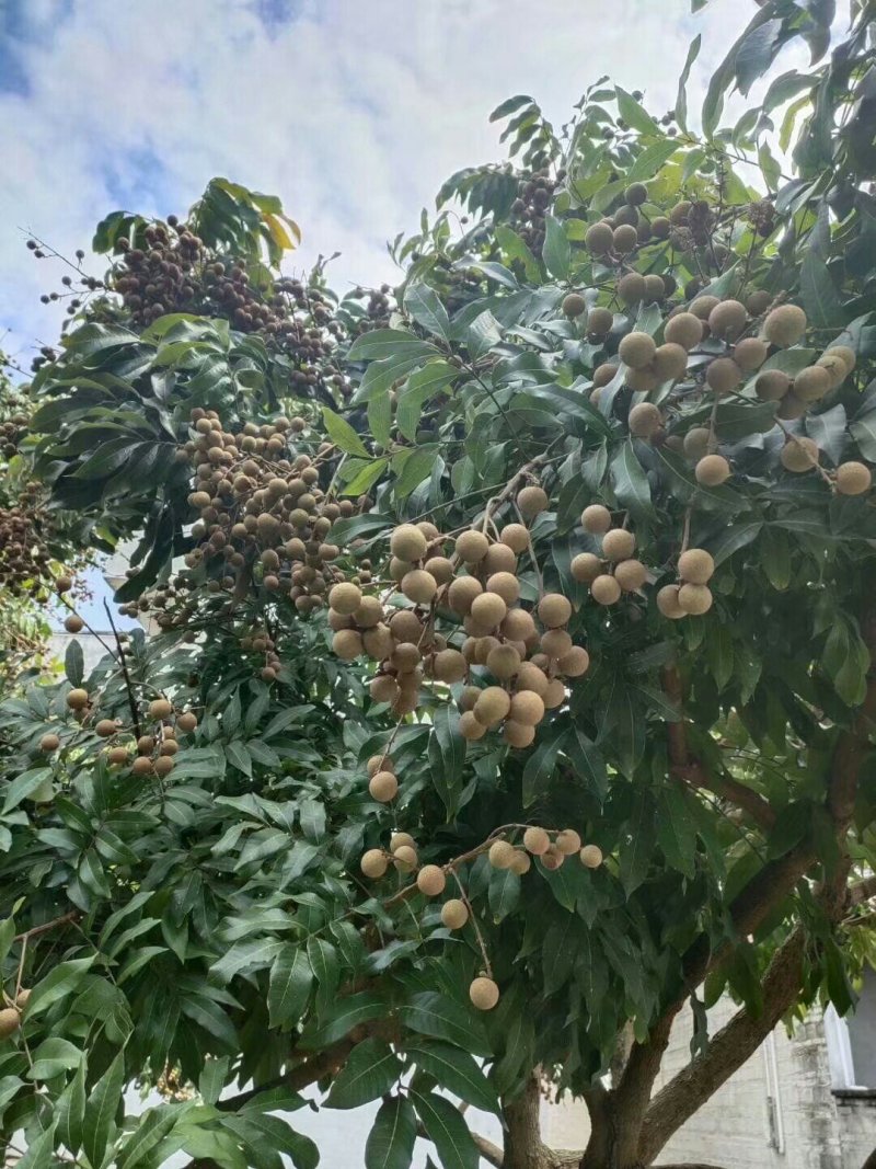 龙眼树苗石硖龙眼储良龙眼苗嫁接苗四季龙眼当年结果带泥