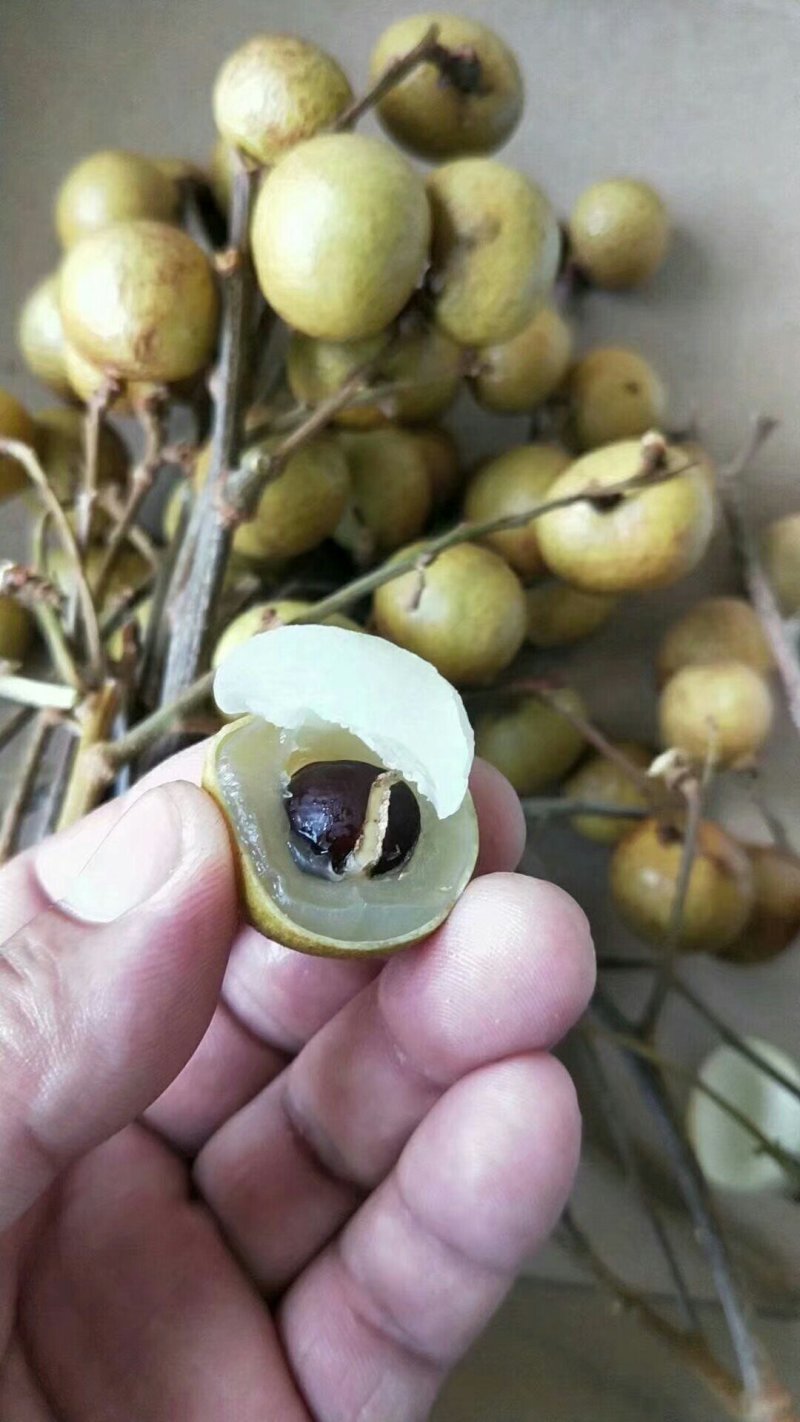 龙眼树苗石硖龙眼储良龙眼苗嫁接苗四季龙眼当年结果带泥