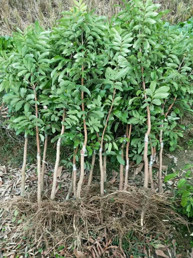 龙眼树苗石硖龙眼储良龙眼苗嫁接苗四季龙眼当年结果带泥