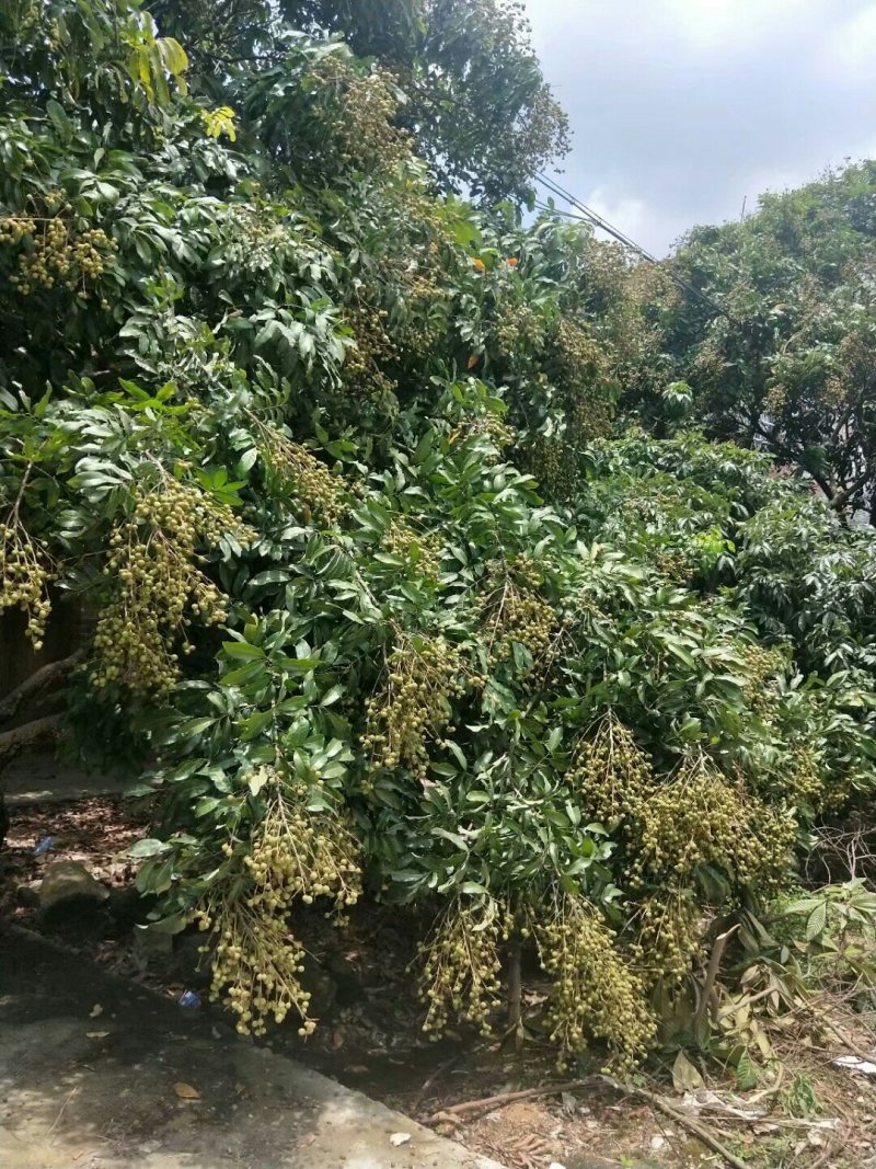 龙眼树苗石硖龙眼储良龙眼苗嫁接苗四季龙眼当年结果带泥