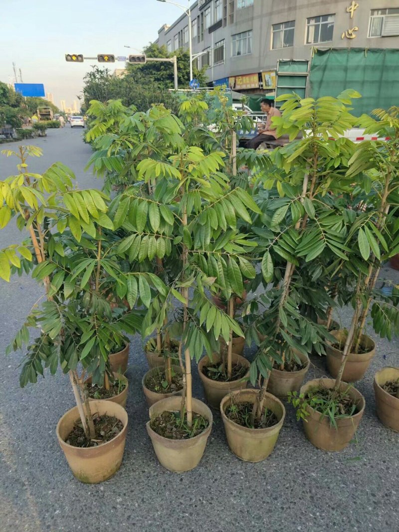 龙眼树苗石硖龙眼储良龙眼苗嫁接苗四季龙眼当年结果带泥