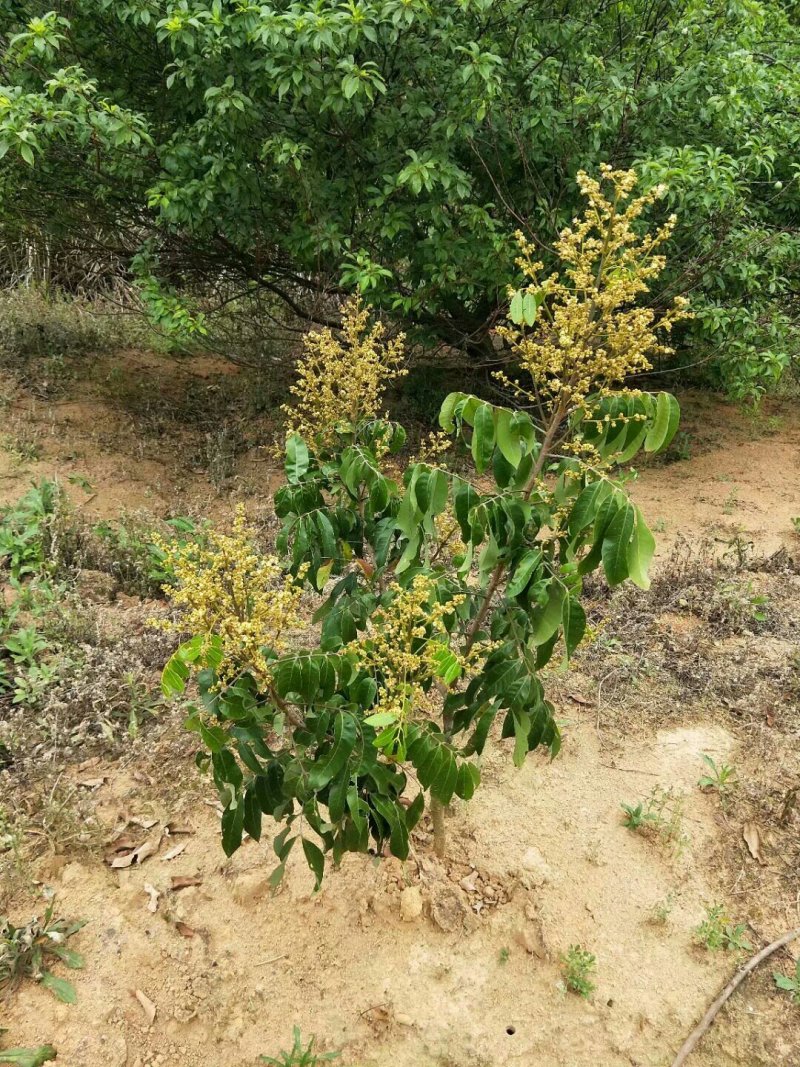 龙眼树苗石硖龙眼储良龙眼苗嫁接苗四季龙眼当年结果带泥