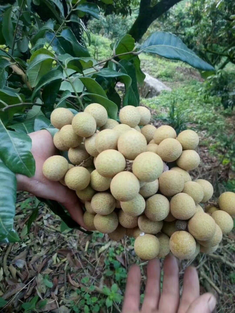龙眼树苗石硖龙眼储良龙眼苗嫁接苗四季龙眼当年结果带泥