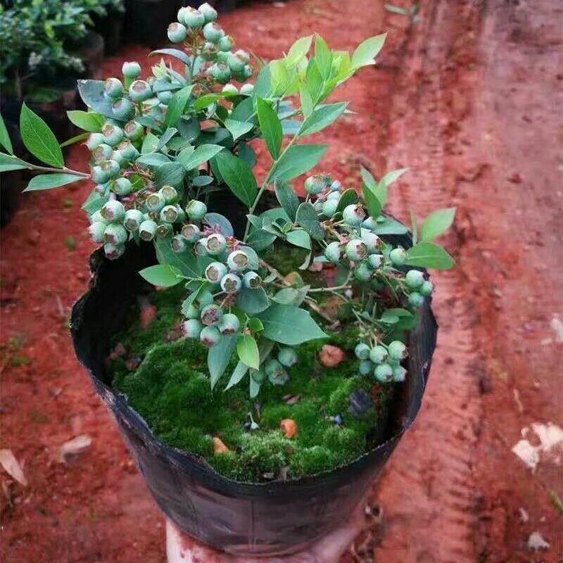 蓝莓苗南方种植盆栽北方地栽树果树苗当年结果薄雾新品种特大