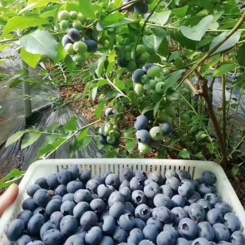 蓝莓苗南方种植盆栽北方地栽树果树苗当年结果薄雾新品种特大