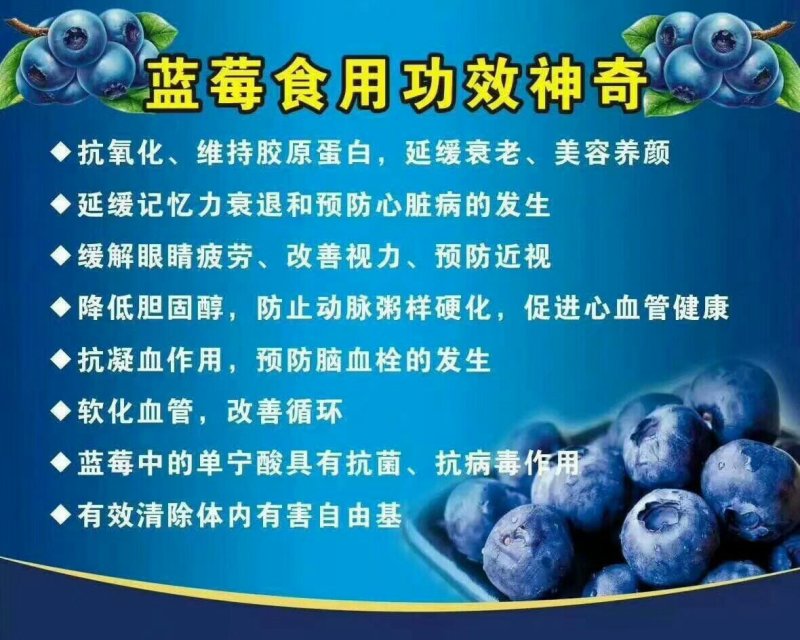 蓝莓苗南方种植盆栽北方地栽树果树苗当年结果薄雾新品种特大