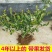 蓝莓苗南方种植盆栽北方地栽树果树苗当年结果薄雾新品种特大