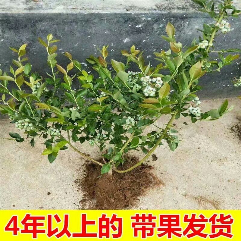 蓝莓苗南方种植盆栽北方地栽树果树苗当年结果薄雾新品种特大