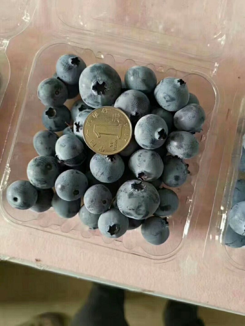 蓝莓苗南方种植盆栽北方地栽树果树苗当年结果薄雾新品种特大