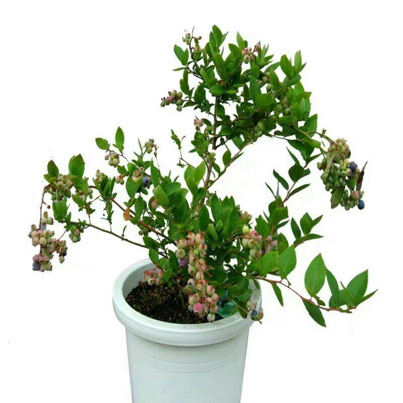 蓝莓苗南方种植盆栽北方地栽树果树苗当年结果薄雾新品种特大