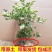 蓝莓苗南方种植盆栽北方地栽树果树苗当年结果薄雾新品种特大