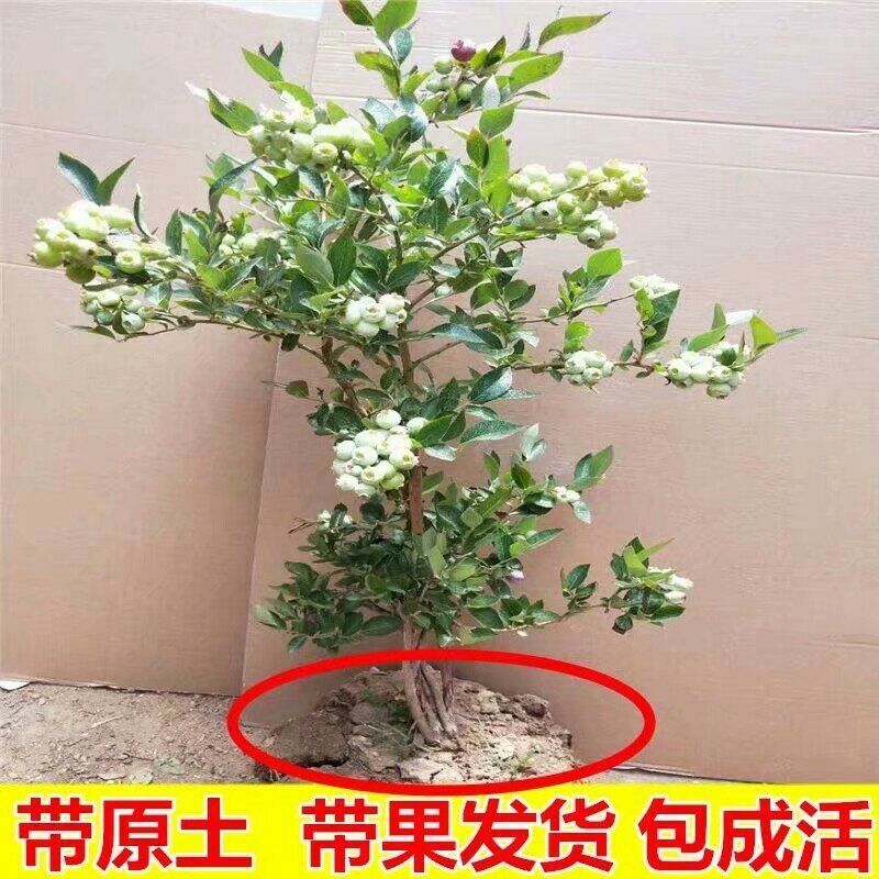 蓝莓苗南方种植盆栽北方地栽树果树苗当年结果薄雾新品种特大