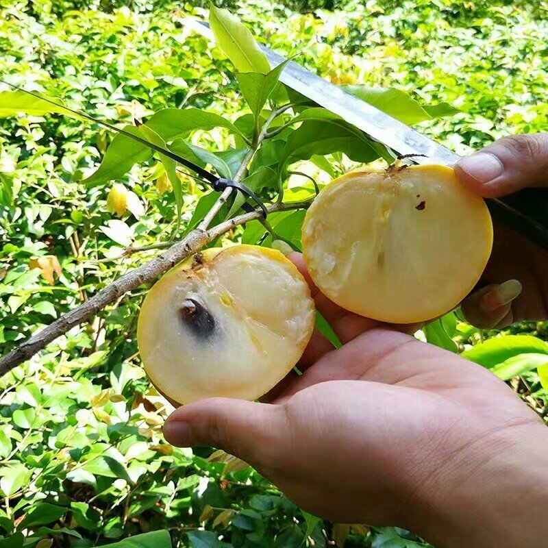 台湾名贵果树黄晶果苗黄金果树苗盆栽果树早结果