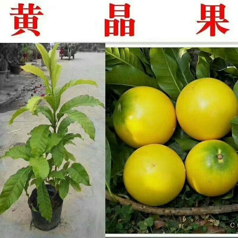 台湾名贵果树黄晶果苗黄金果树苗盆栽果树早结果