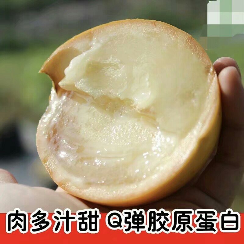 台湾名贵果树黄晶果苗黄金果树苗盆栽果树早结果