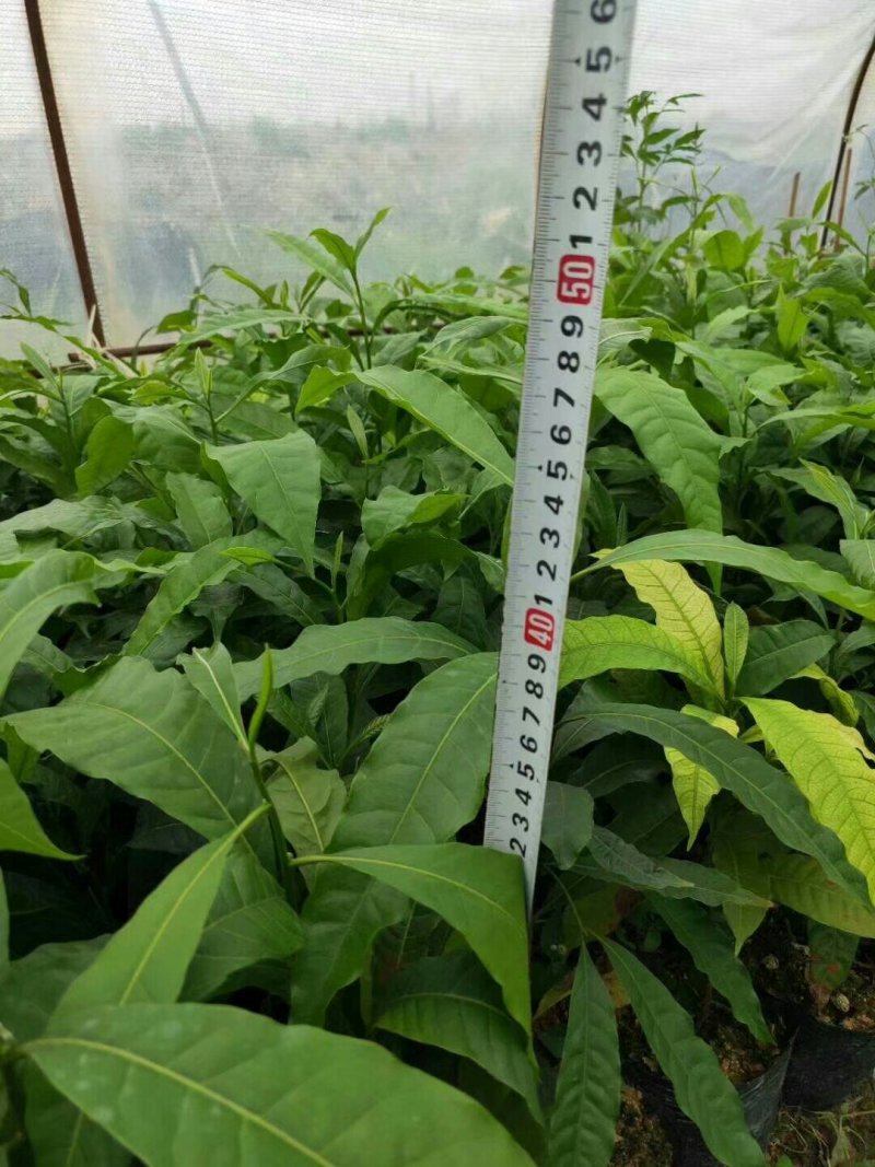 台湾名贵果树黄晶果苗黄金果树苗盆栽果树早结果