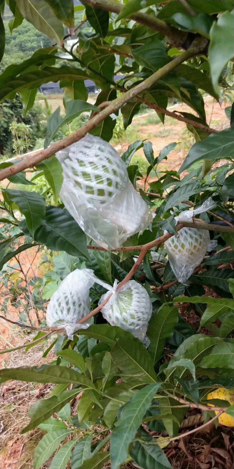 台湾名贵果树黄晶果苗黄金果树苗盆栽果树早结果