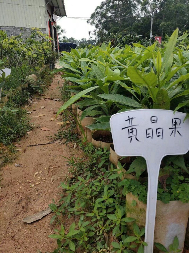 台湾名贵果树黄晶果苗黄金果树苗盆栽果树早结果