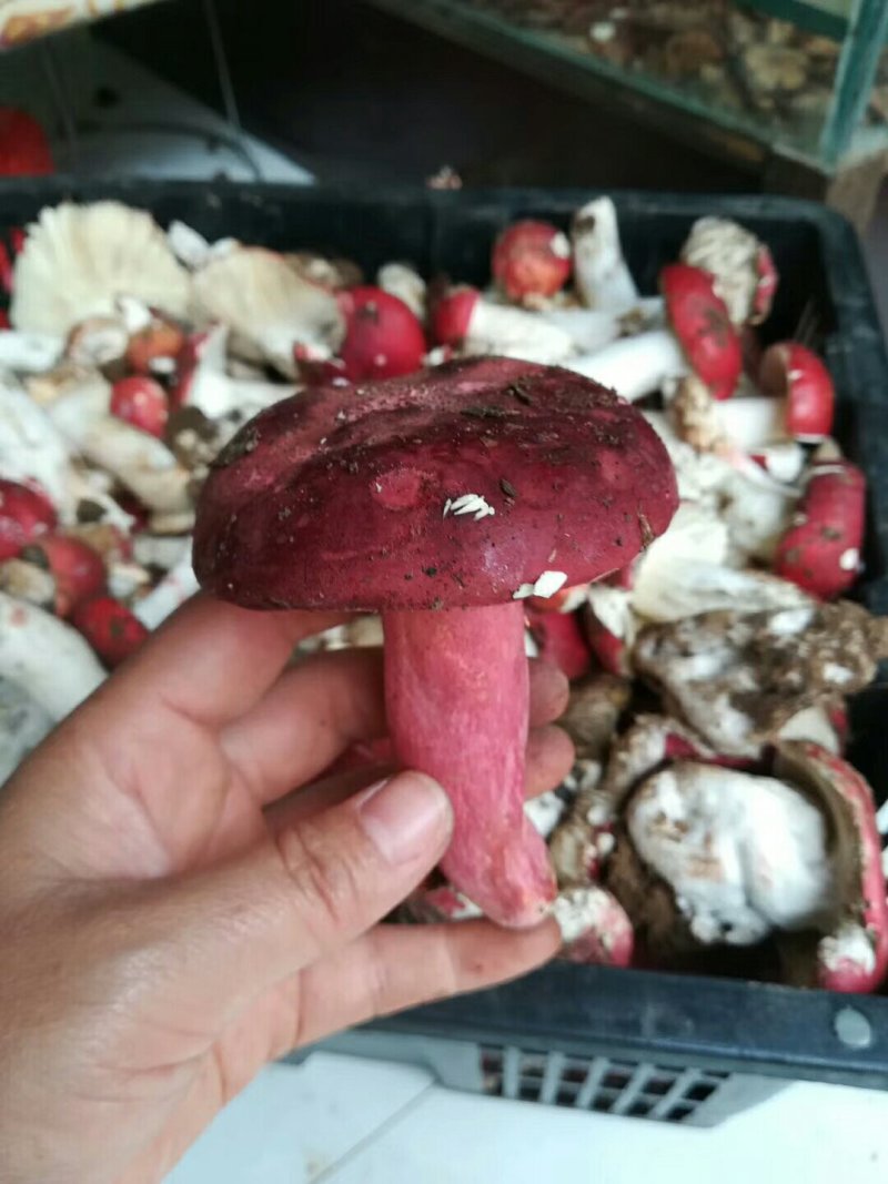 云南高山红菇精标菇