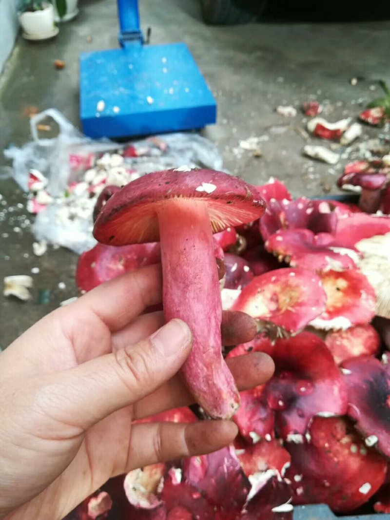 云南高山红菇精标菇