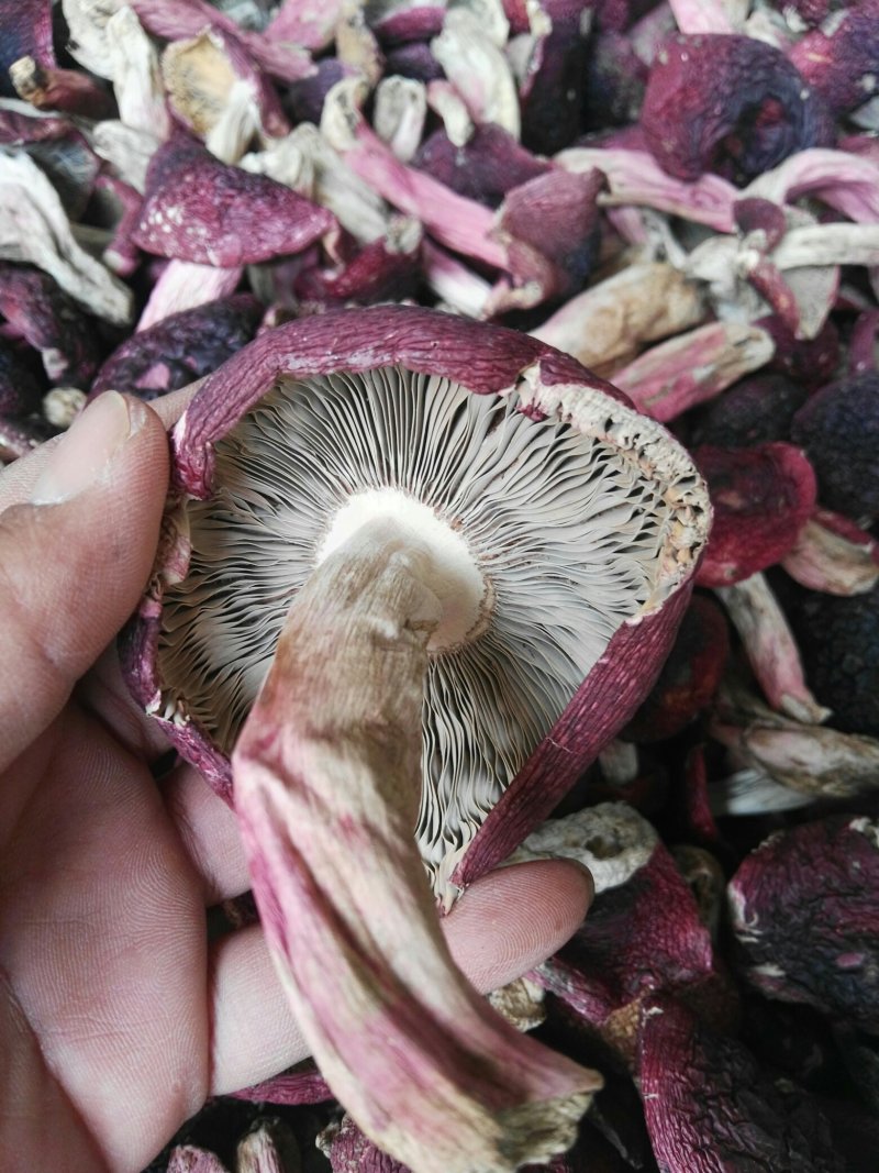 云南高山红菇精标菇