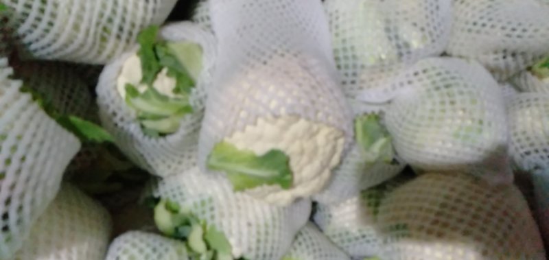 甘肃临洮高原花菜万亩基地大量供应，大量上市中6月上市