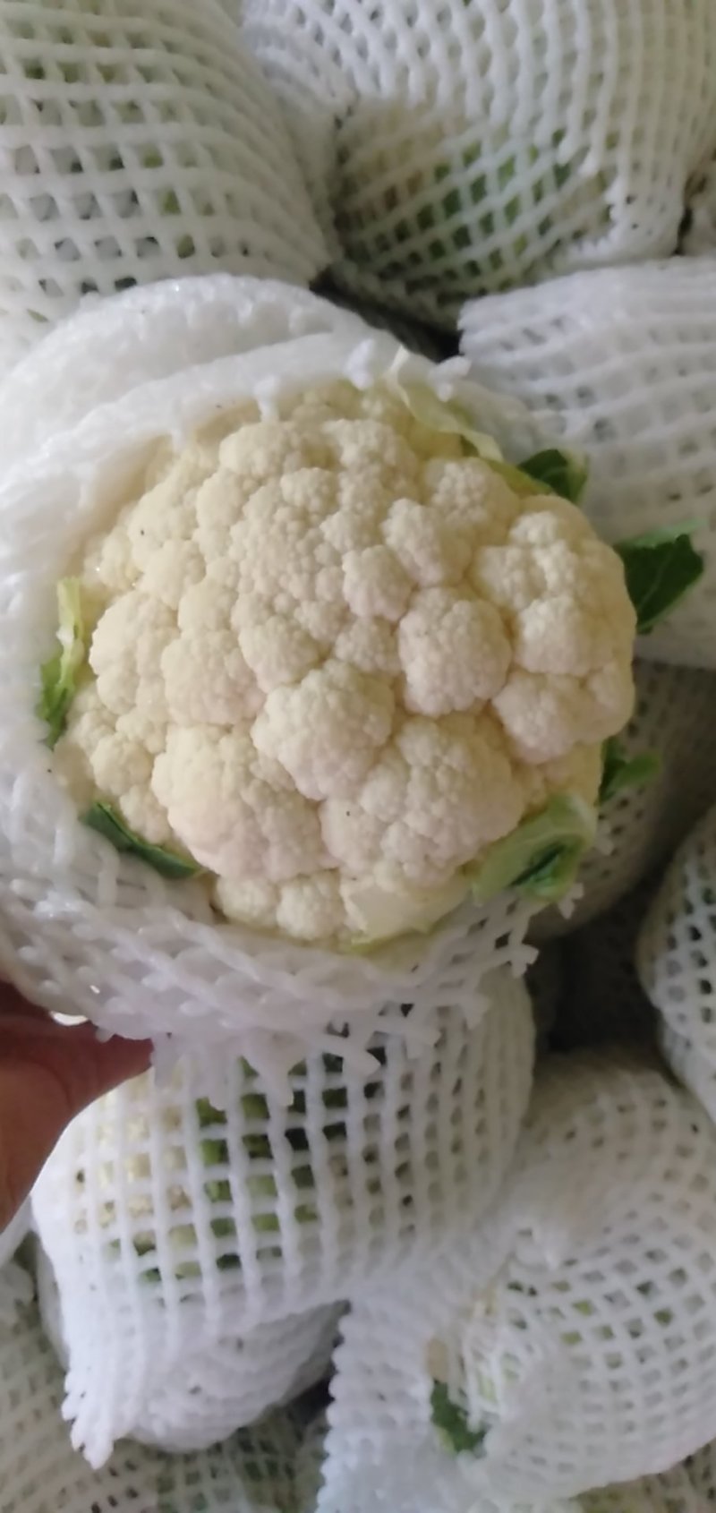 甘肃临洮高原花菜万亩基地大量供应，大量上市中6月上市